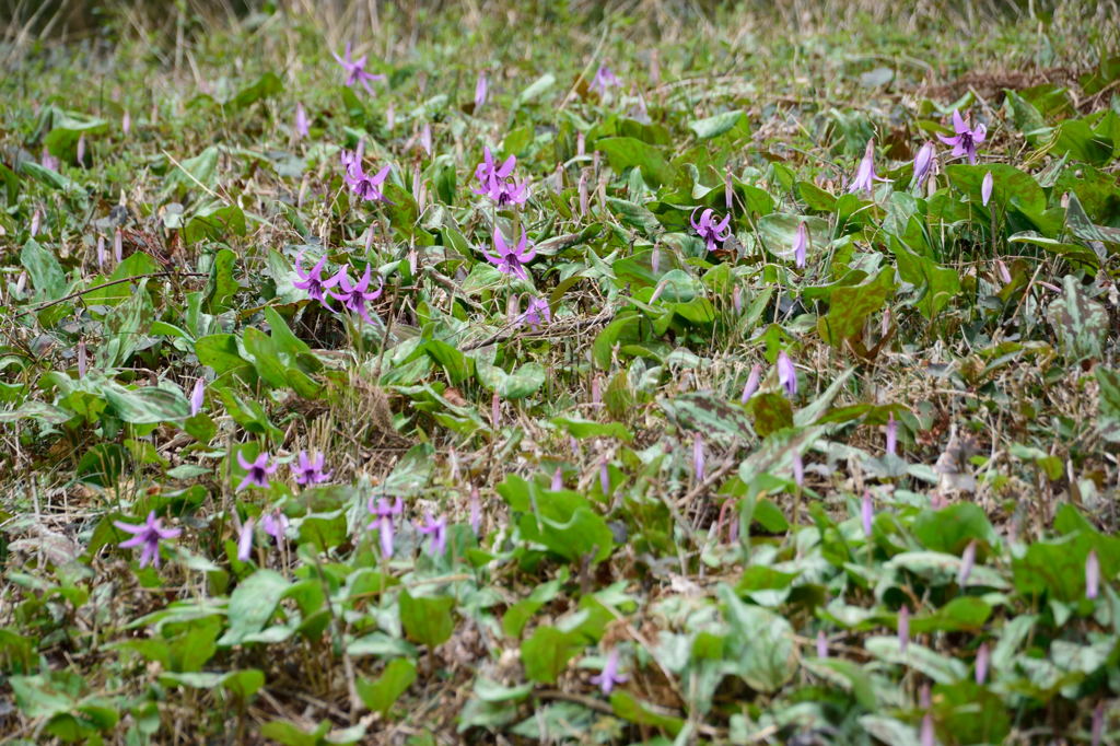 カタクリ群生地