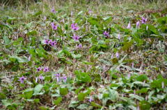 カタクリ群生地