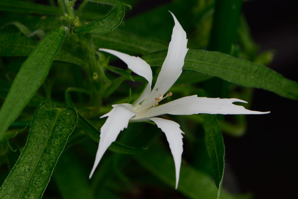 朝顔　青打込弱渦柳葉白采咲