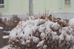 すずめ