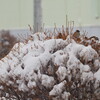 すずめ