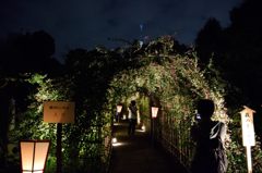 萩のトンネルライトアップ