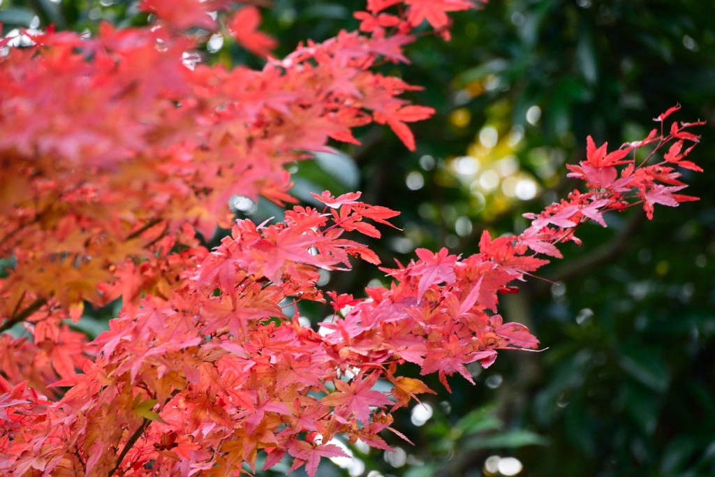 紅葉