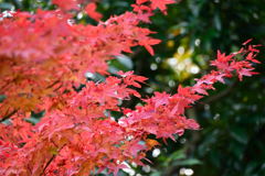 紅葉