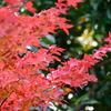 紅葉