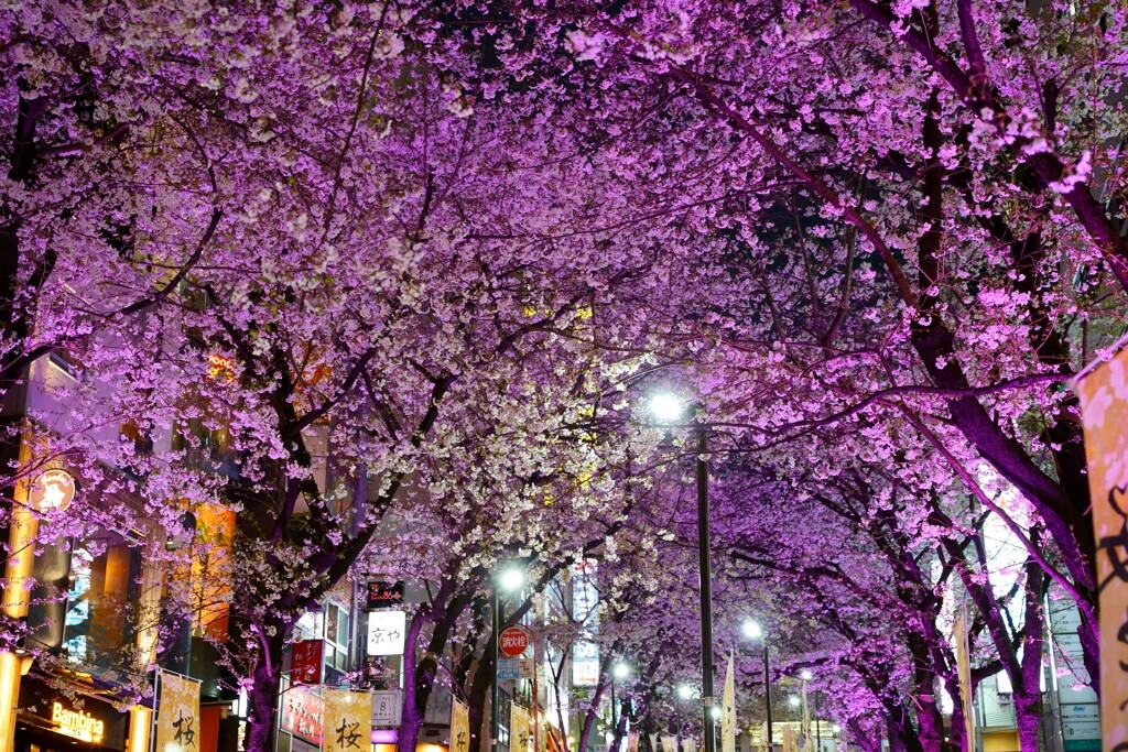 渋谷桜丘桜まつり　２