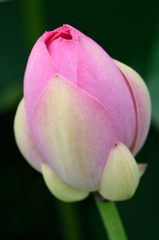 大賀蓮の蕾