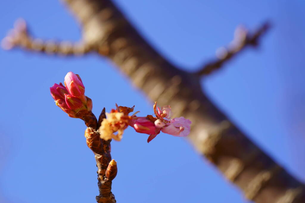 フライング河津桜