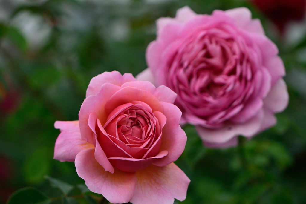 薔薇　プリンセス　アレクサンドラ　オブ　ケント