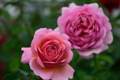 薔薇　プリンセス　アレクサンドラ　オブ　ケント