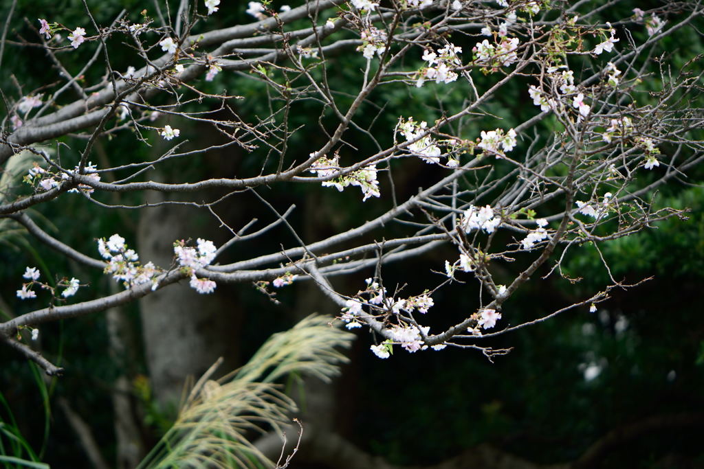皇居東御苑　十月桜　２