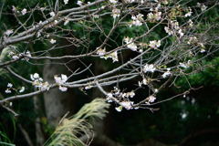 皇居東御苑　十月桜　２
