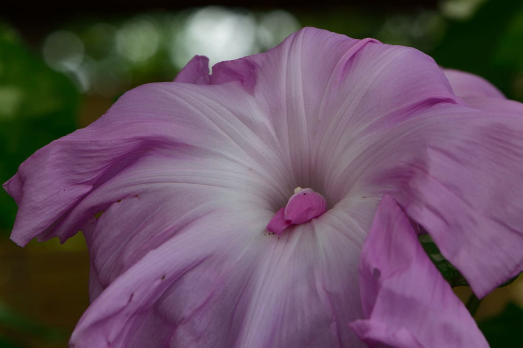 朝顔　万代桃泉