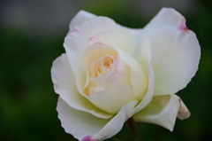 残り薔薇　マチルダ