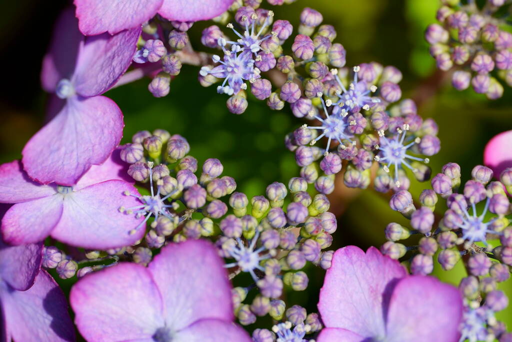 小さな花火
