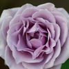 薔薇　ブルーシャトー