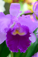 蘭 カトレア 紫