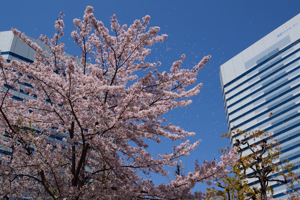 幕張的桜吹雪　２