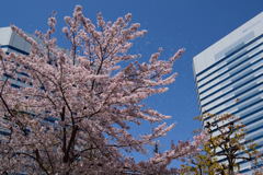 幕張的桜吹雪　２