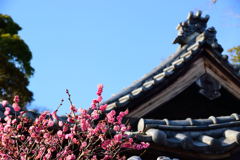 紅梅　法華経寺