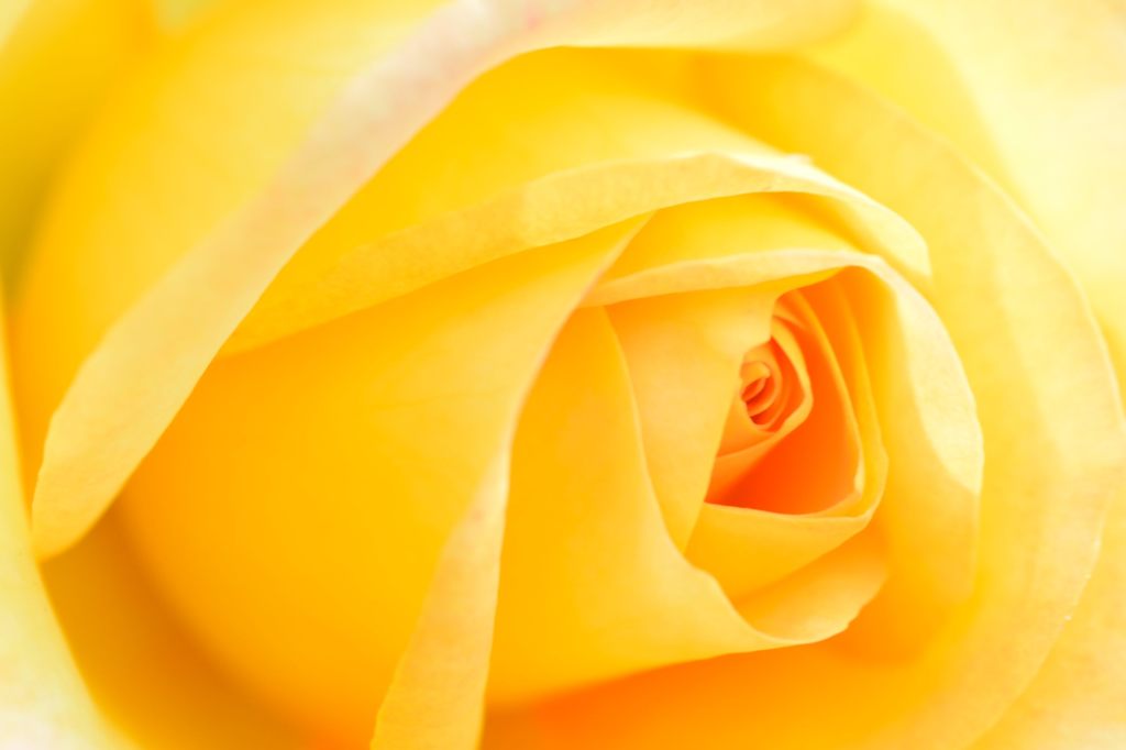 薔薇 カロリーヌドゥモナコ