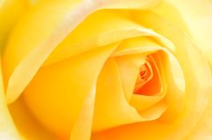 薔薇 カロリーヌドゥモナコ