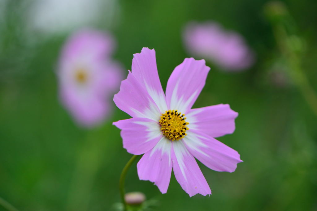 秋桜　２