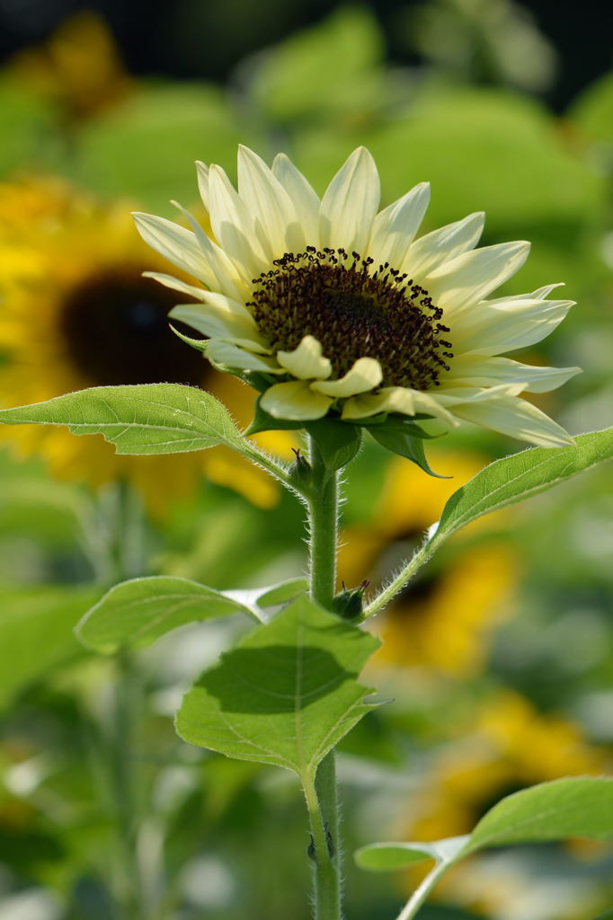 向日葵　モネパレット　６