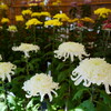 菊花展　３