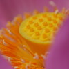 大賀ハス　花托
