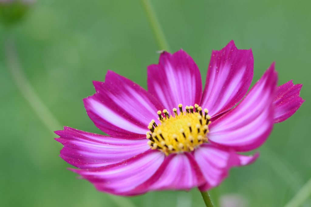 秋桜　あかつき　1