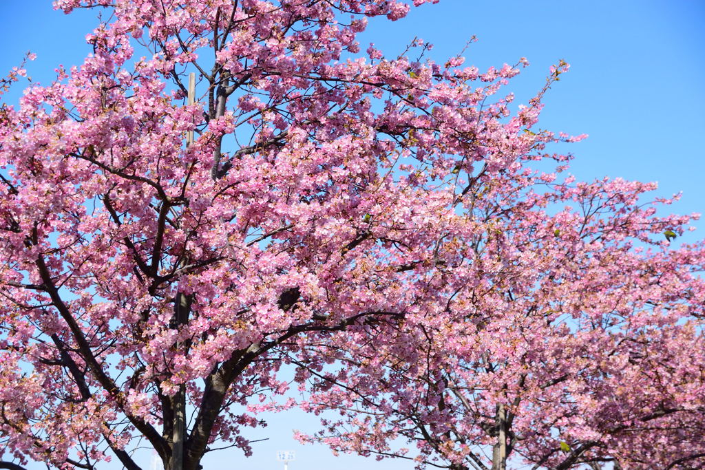 河津桜並木にメジロ