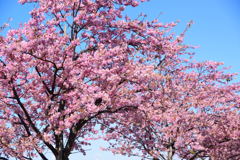 河津桜並木にメジロ