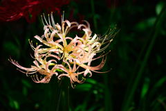 彼岸花　ピンク