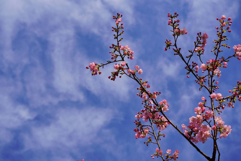 河津桜　雲と