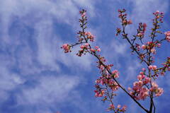 河津桜　雲と