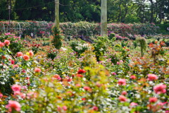 谷津バラ園