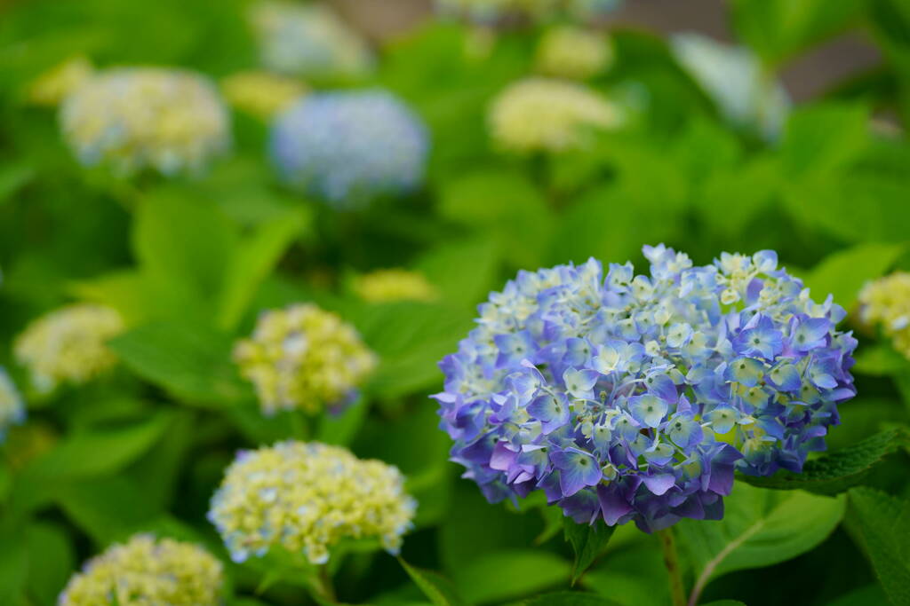 紫陽花　３