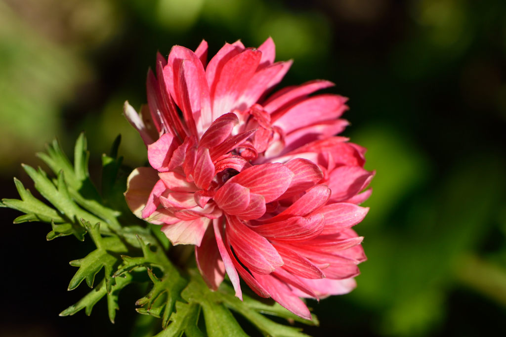 アネモネ　八重