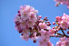 河津桜　５