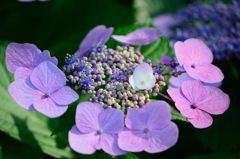 花一輪の髪飾り