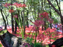 きになる彼岸花