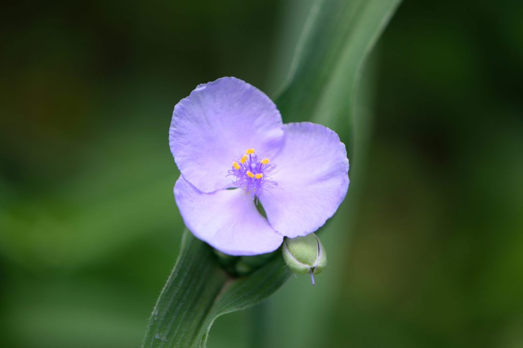 露草　上