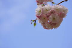 桜　一葉