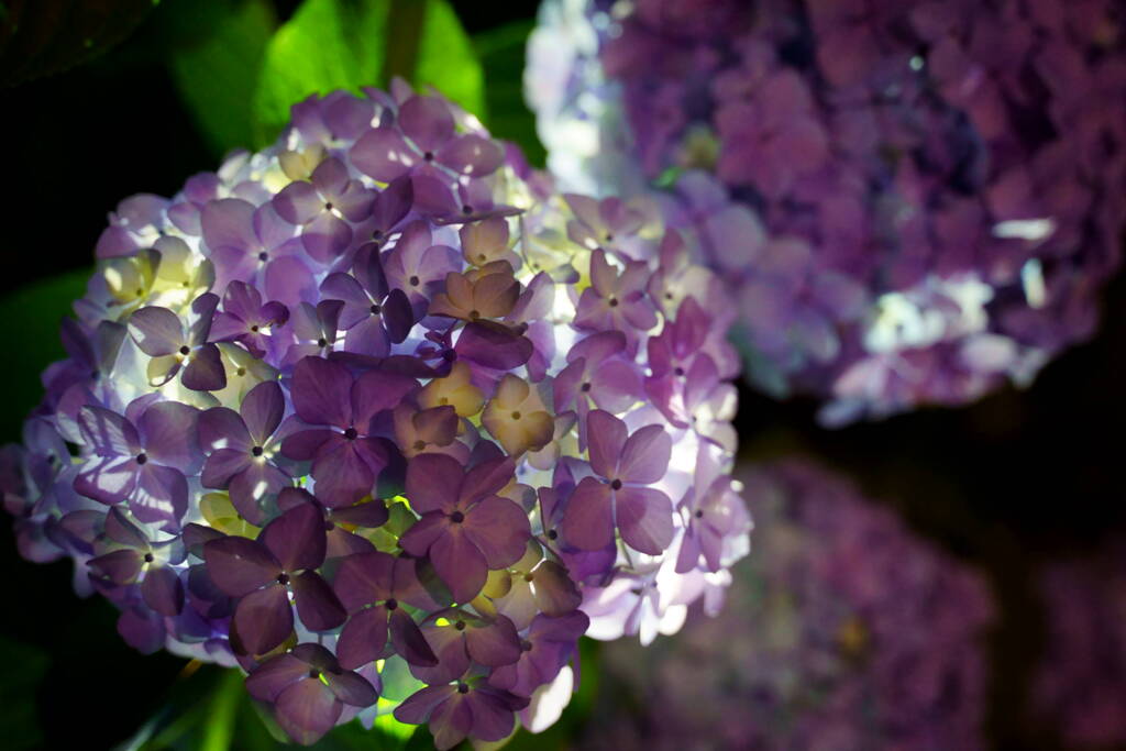 ハイドランジアランプ　１