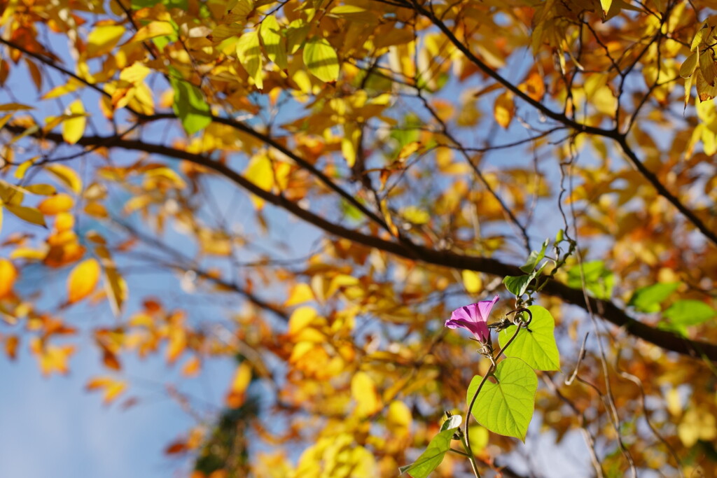 朝顔と黄葉
