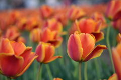 チューリップ　アぺルドンエリート