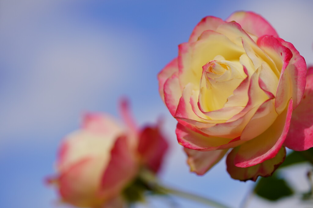 薔薇　ジュビレ　デュ　プリンス　ドゥ　モナコ