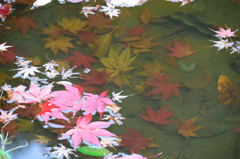 森林公園の紅葉　１０