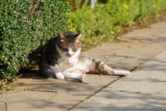 猫
